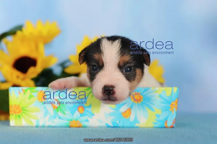 : Jack Russell Terrier puppy, 2 weeks : Jack Russell Terrier puppy, 2 weeks