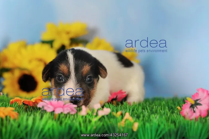 : Jack Russell Terrier puppy, 2 weeks : Jack Russell Terrier puppy, 2 weeks