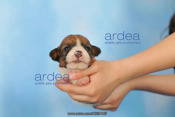 : Jack Russell Terrier puppy, 2 weeks, being held : Jack Russell Terrier puppy, 2 weeks, being held