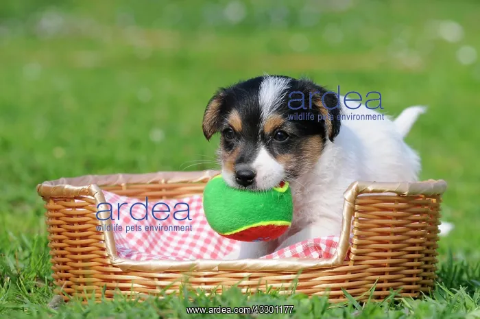 : Jack Russell Terrier puppy in a basket with a ball : Jack Russell Terrier puppy in a basket with a ball