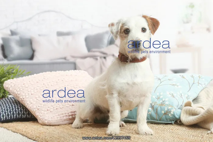 : Jack Russell Terrier puppy indoors : Jack Russell Terrier puppy indoors