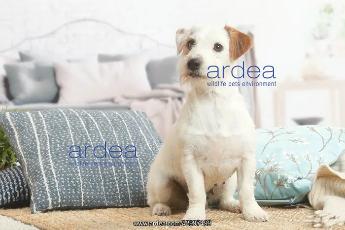 : Jack Russell Terrier puppy indoors : Jack Russell Terrier puppy indoors