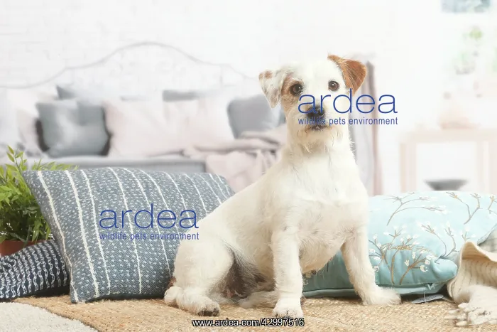 : Jack Russell Terrier puppy indoors : Jack Russell Terrier puppy indoors