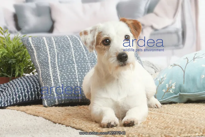 : Jack Russell Terrier puppy indoors : Jack Russell Terrier puppy indoors
