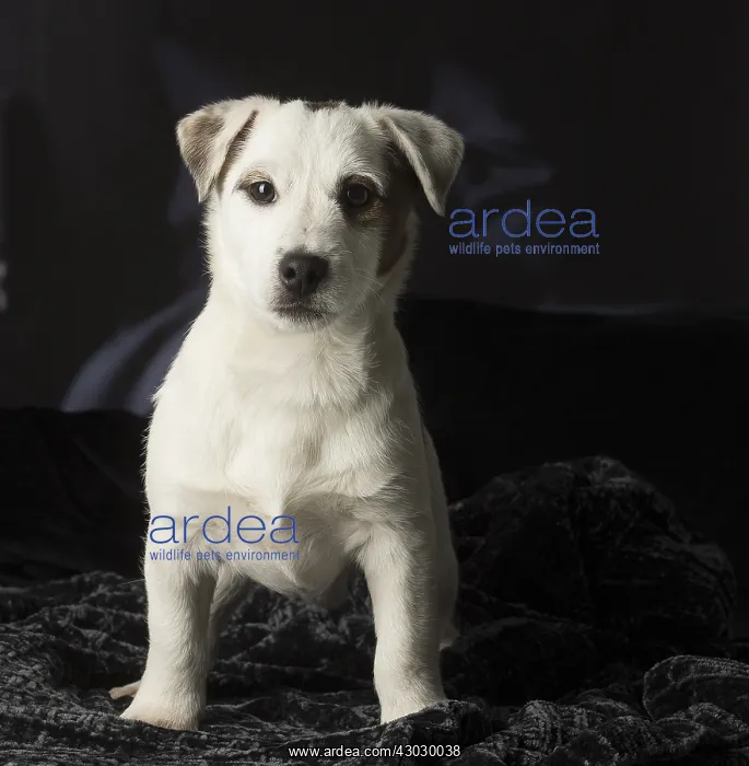  : Jack Russell Terrier puppy indoors