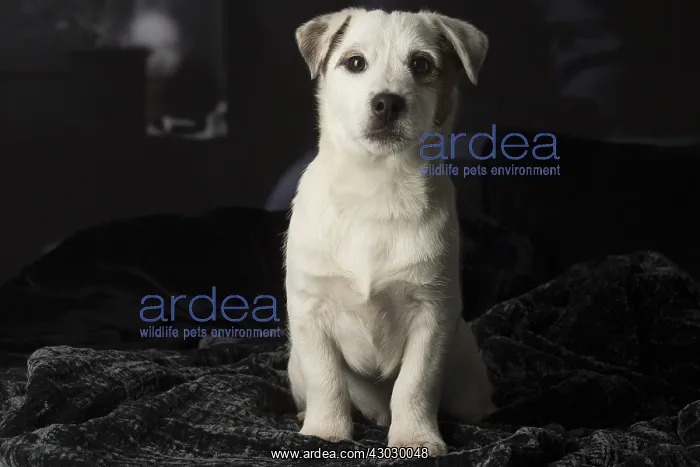  : Jack Russell Terrier puppy indoors