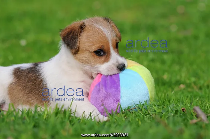 : Jack Russell Terrier puppy lying on the lawn and : Jack Russell Terrier puppy lying on the lawn and