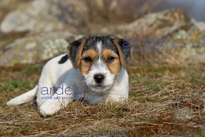 : Jack Russell Terrier puppy lying in a meadow : Jack Russell Terrier puppy lying in a meadow