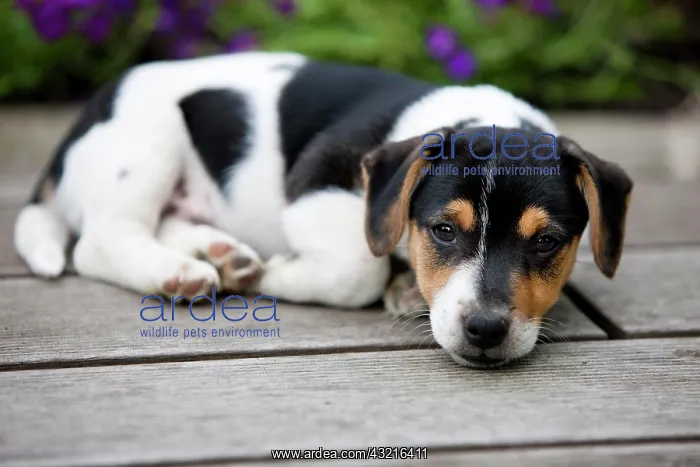: Jack Russell Terrier, puppy lying on wooden floor : Jack Russell Terrier, puppy lying on wooden floor