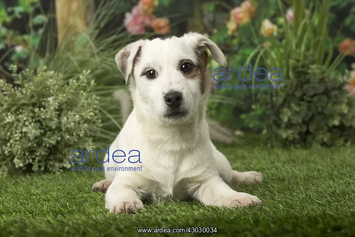  : Jack Russell Terrier puppy outdoors