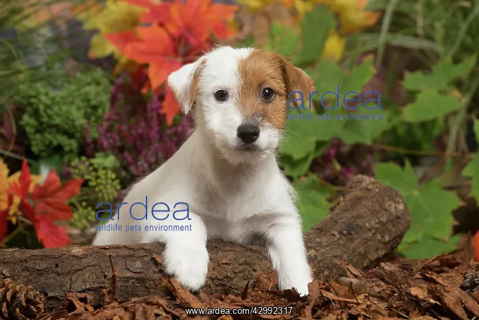  : Jack Russell Terrier puppy outdoors in Autumn
