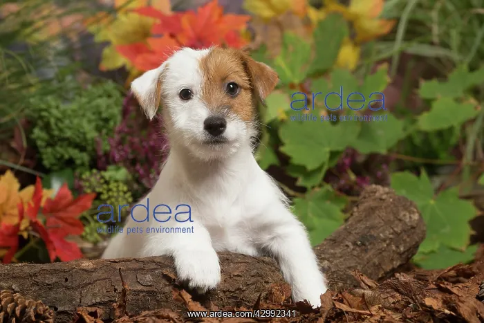 : Jack Russell Terrier puppy outdoors in Autumn : Jack Russell Terrier puppy outdoors in Autumn