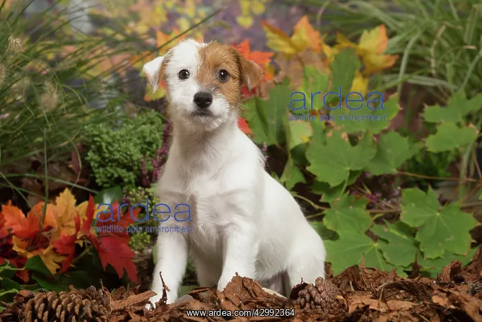 : Jack Russell Terrier puppy outdoors in Autumn : Jack Russell Terrier puppy outdoors in Autumn