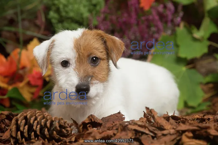 : Jack Russell Terrier puppy outdoors in Autumn : Jack Russell Terrier puppy outdoors in Autumn