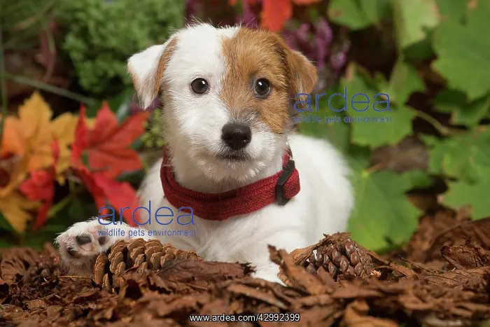 : Jack Russell Terrier puppy outdoors in Autumn : Jack Russell Terrier puppy outdoors in Autumn