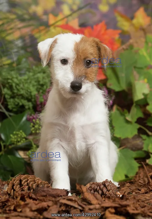 : Jack Russell Terrier puppy outdoors in Autumn : Jack Russell Terrier puppy outdoors in Autumn