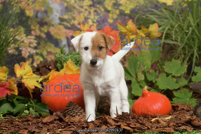 : Jack Russell Terrier puppy outdoors in Autumn : Jack Russell Terrier puppy outdoors in Autumn