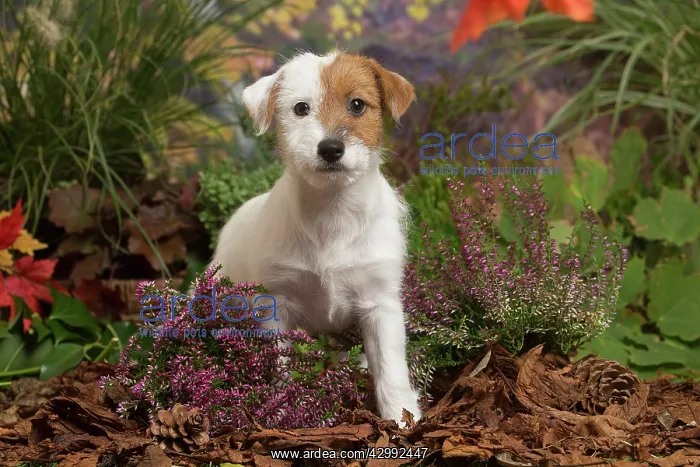 : Jack Russell Terrier puppy outdoors in Autumn : Jack Russell Terrier puppy outdoors in Autumn
