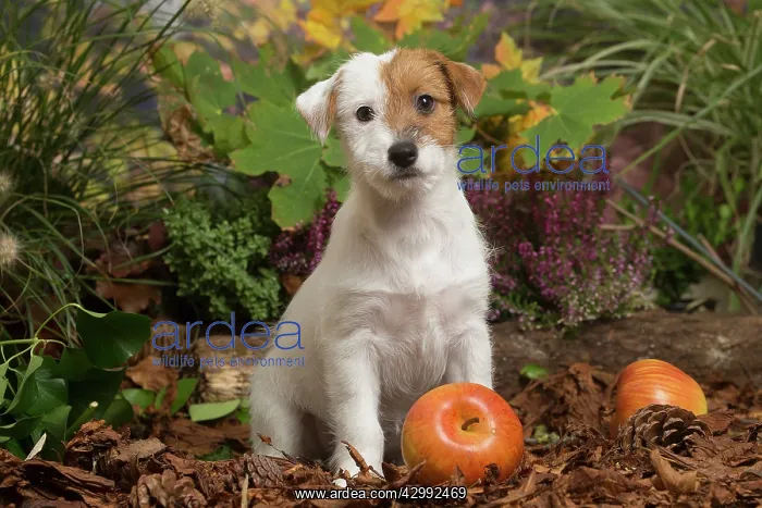 : Jack Russell Terrier puppy outdoors in Autumn : Jack Russell Terrier puppy outdoors in Autumn