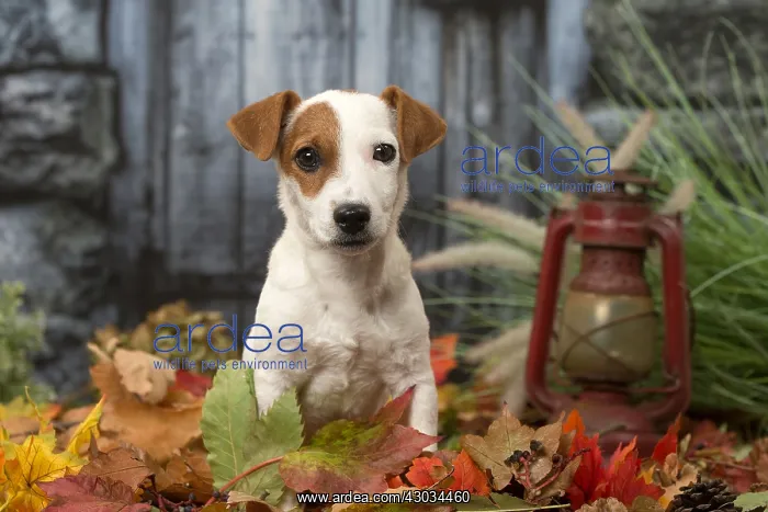 : Jack Russell Terrier puppy outdoors in autumn : Jack Russell Terrier puppy outdoors in autumn