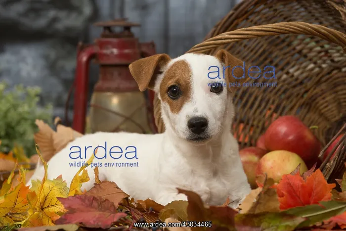 : Jack Russell Terrier puppy outdoors in autumn : Jack Russell Terrier puppy outdoors in autumn