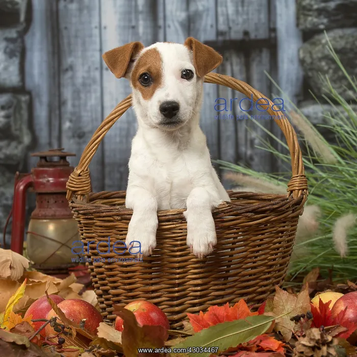 : Jack Russell Terrier puppy outdoors in autumn : Jack Russell Terrier puppy outdoors in autumn