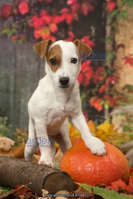 : Jack Russell Terrier puppy outdoors in autumn : Jack Russell Terrier puppy outdoors in autumn