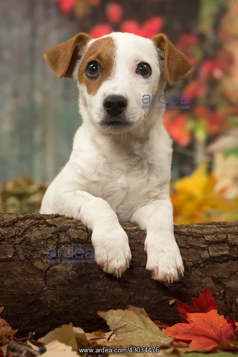 : Jack Russell Terrier puppy outdoors in autumn : Jack Russell Terrier puppy outdoors in autumn