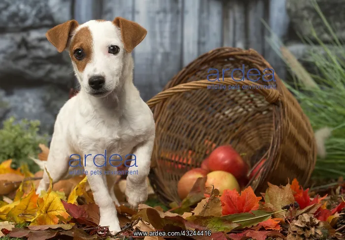 : Jack Russell Terrier puppy outdoors in autumn : Jack Russell Terrier puppy outdoors in autumn