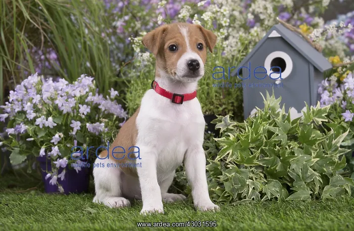 : Jack Russell Terrier puppy outdoors in the garden : Jack Russell Terrier puppy outdoors in the garden