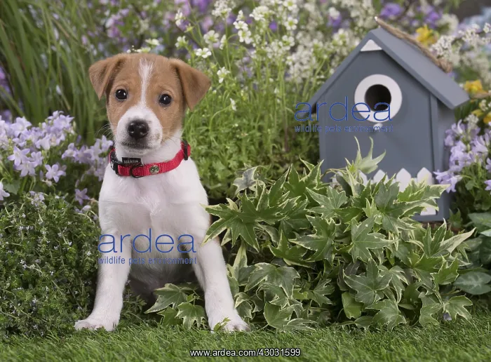 : Jack Russell Terrier puppy outdoors in the garden : Jack Russell Terrier puppy outdoors in the garden