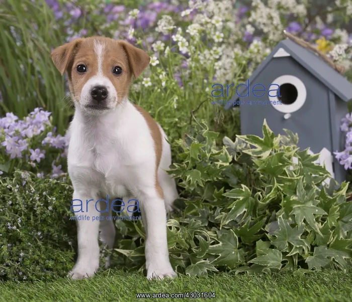 : Jack Russell Terrier puppy outdoors in the garden : Jack Russell Terrier puppy outdoors in the garden