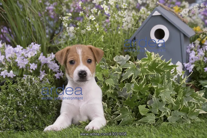 : Jack Russell Terrier puppy outdoors in the garden : Jack Russell Terrier puppy outdoors in the garden