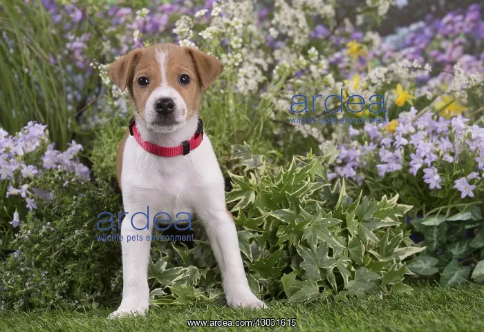 : Jack Russell Terrier puppy outdoors in the garden : Jack Russell Terrier puppy outdoors in the garden