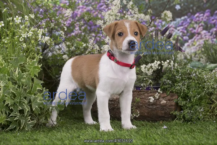 : Jack Russell Terrier puppy outdoors in the garden : Jack Russell Terrier puppy outdoors in the garden