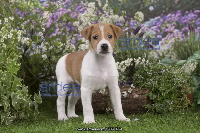 : Jack Russell Terrier puppy outdoors in the garden : Jack Russell Terrier puppy outdoors in the garden