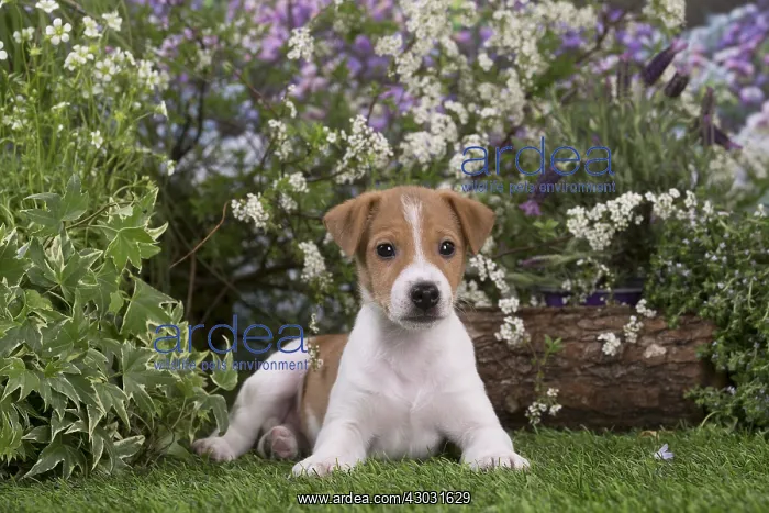 : Jack Russell Terrier puppy outdoors in the garden : Jack Russell Terrier puppy outdoors in the garden