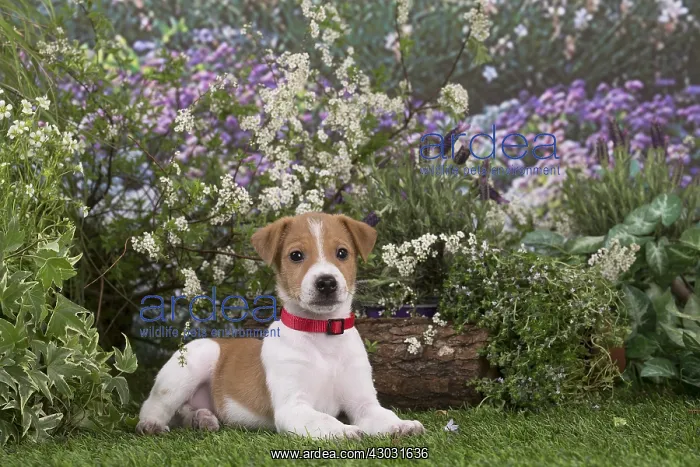 : Jack Russell Terrier puppy outdoors in the garden : Jack Russell Terrier puppy outdoors in the garden