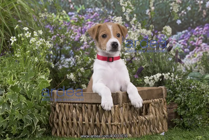 : Jack Russell Terrier puppy outdoors in the garden : Jack Russell Terrier puppy outdoors in the garden