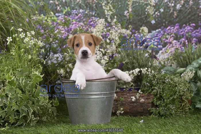 : Jack Russell Terrier puppy outdoors in the garden : Jack Russell Terrier puppy outdoors in the garden