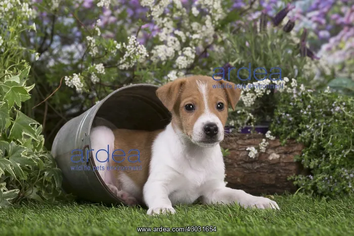 : Jack Russell Terrier puppy outdoors in the garden : Jack Russell Terrier puppy outdoors in the garden