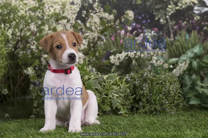 : Jack Russell Terrier puppy outdoors in the garden : Jack Russell Terrier puppy outdoors in the garden