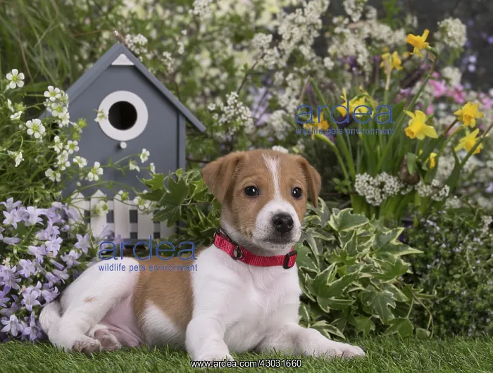 : Jack Russell Terrier puppy outdoors in the garden : Jack Russell Terrier puppy outdoors in the garden
