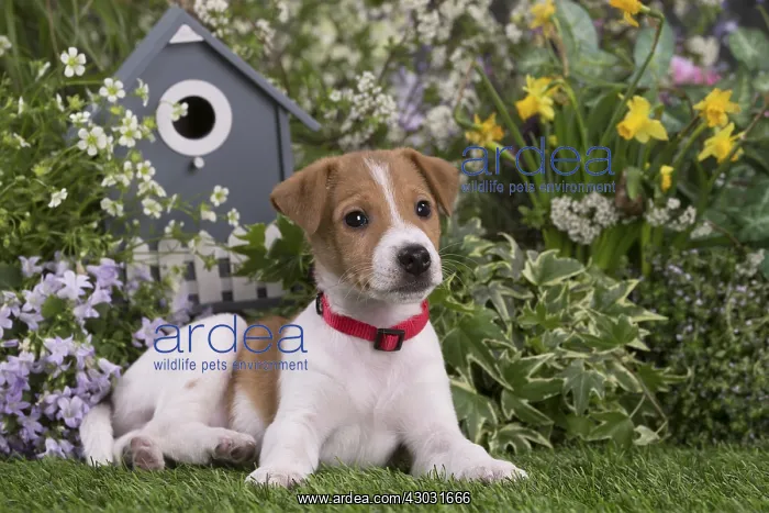 : Jack Russell Terrier puppy outdoors in the garden : Jack Russell Terrier puppy outdoors in the garden