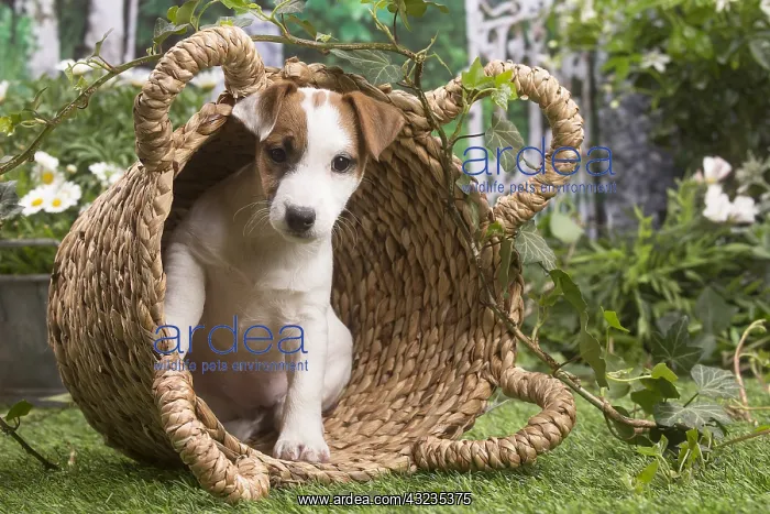 : Jack Russell Terrier puppy outside in the garden : Jack Russell Terrier puppy outside in the garden