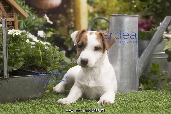 : Jack Russell Terrier puppy outside in the garden : Jack Russell Terrier puppy outside in the garden