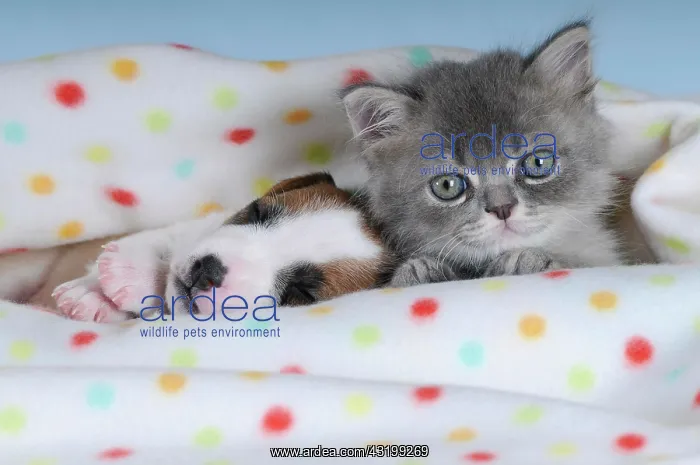 : Jack Russell Terrier puppy with a Persian kitten : Jack Russell Terrier puppy with a Persian kitten