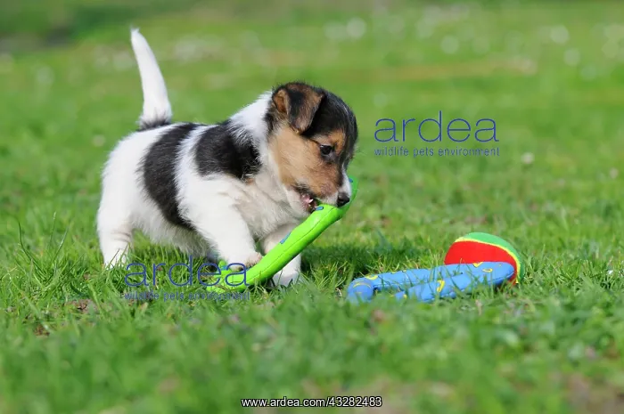 : Jack Russell Terrier puppy playing with toys on : Jack Russell Terrier puppy playing with toys on