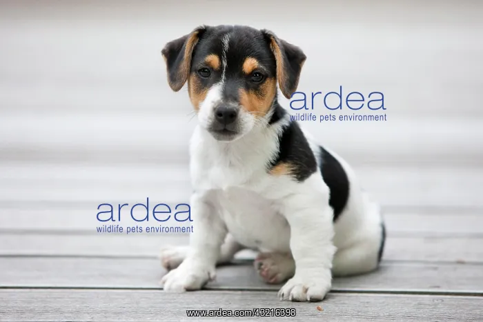 : Jack Russell Terrier, puppy sitting on wooden floor : Jack Russell Terrier, puppy sitting on wooden floor