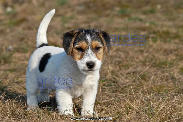 : Jack Russell Terrier puppy standing in a meadow : Jack Russell Terrier puppy standing in a meadow